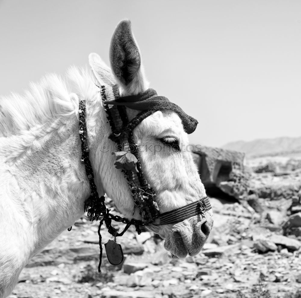 Similar – Image, Stock Photo the guardian of the great valley