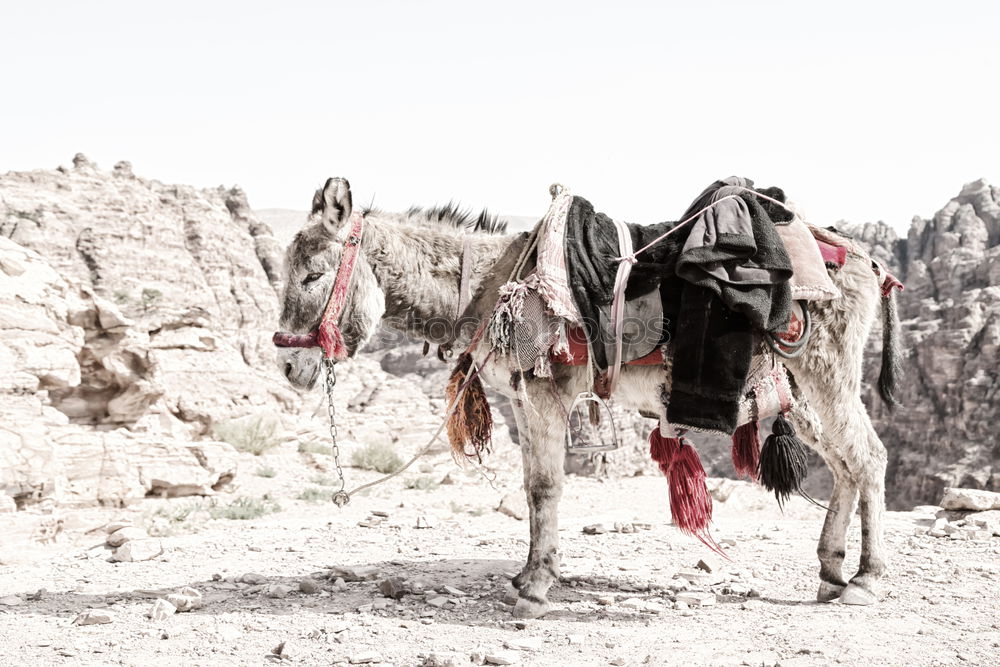Similar – Image, Stock Photo Load donkey? Healthy
