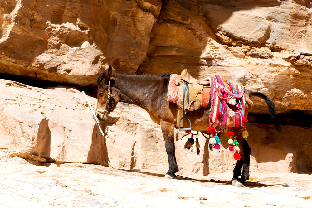 Similar – Foto Bild Kamele im Sinai Tier