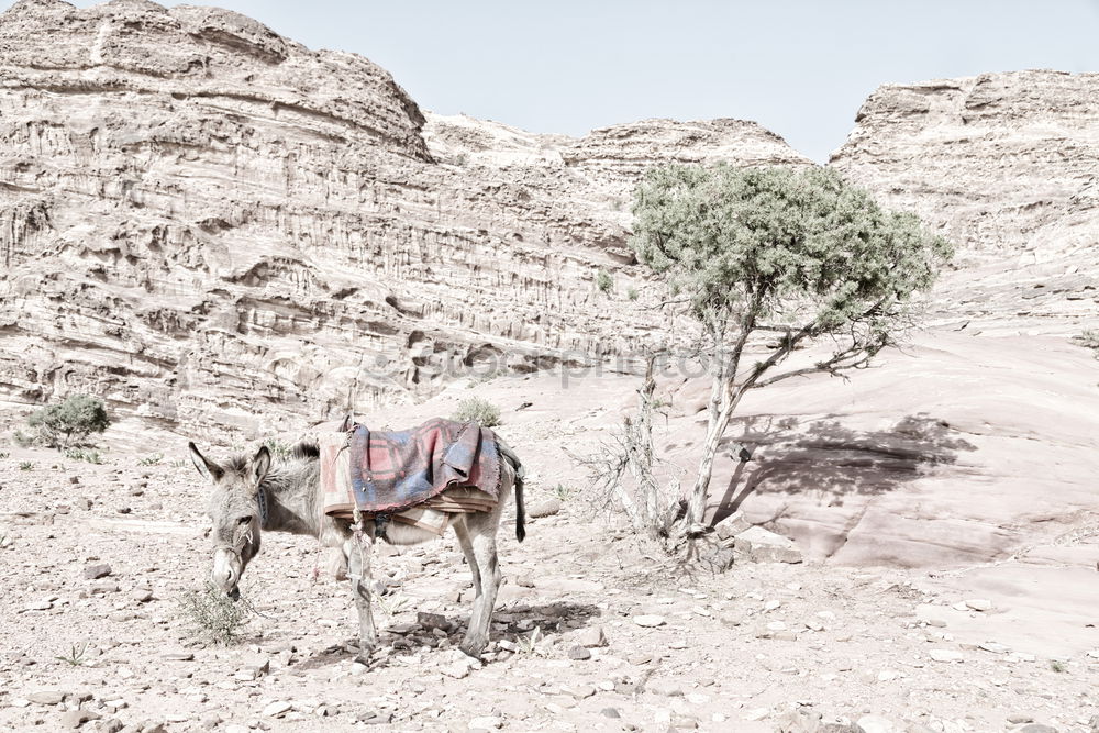 Similar – Image, Stock Photo the guardian of the great valley