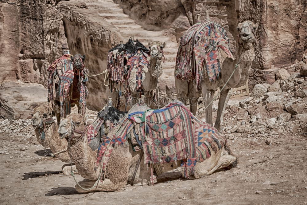 Foto Bild Kamele im Sinai Tier