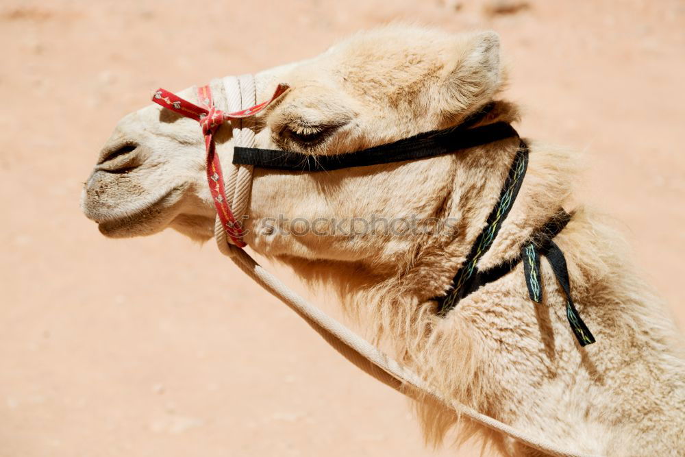 Similar – Image, Stock Photo y in oman empty quarter of desert a free