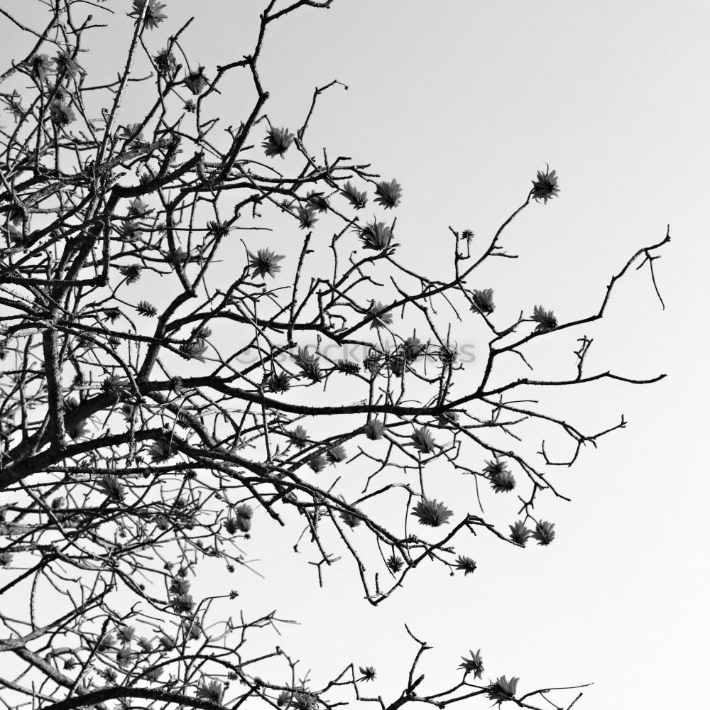 Similar – Verschnörkelt Baum Winter