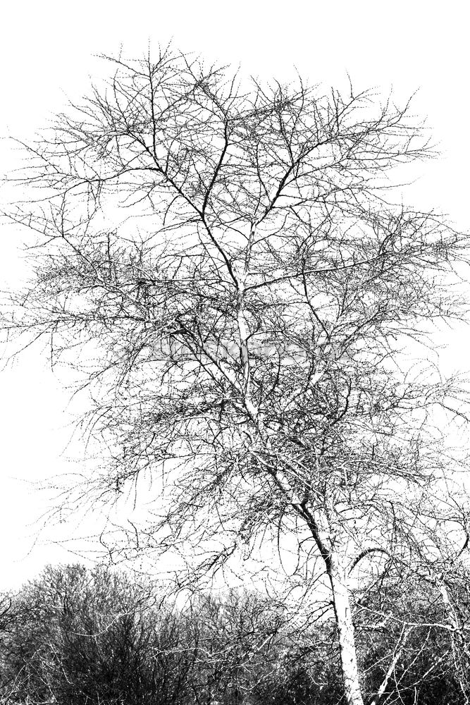 Similar – winterbaum Baum Winter