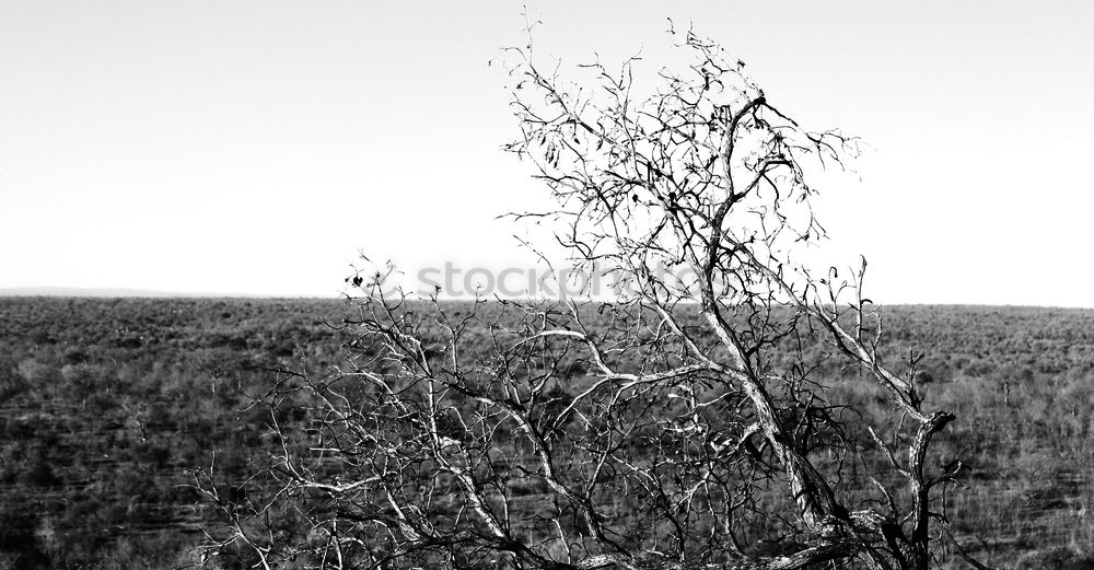 Similar – Foto Bild sommer 2k 3 Gras Natur