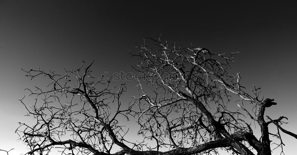 Similar – muscleman Tree Branch Sky