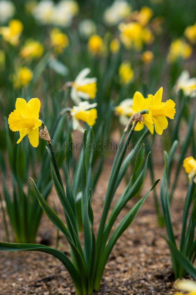 Similar – balkonies Garden