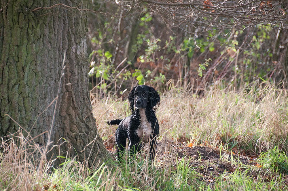 Similar – Foto Bild Laubtanz Herbst Blatt Wald