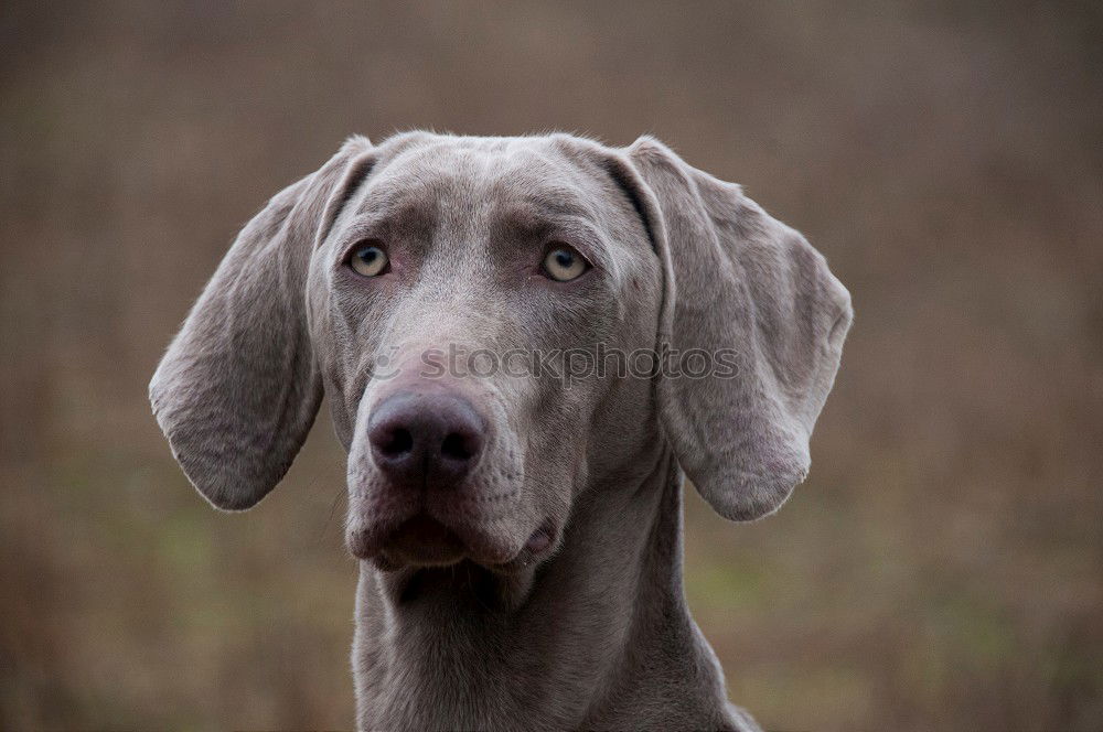 Similar – pursuer Dog Looking Snout