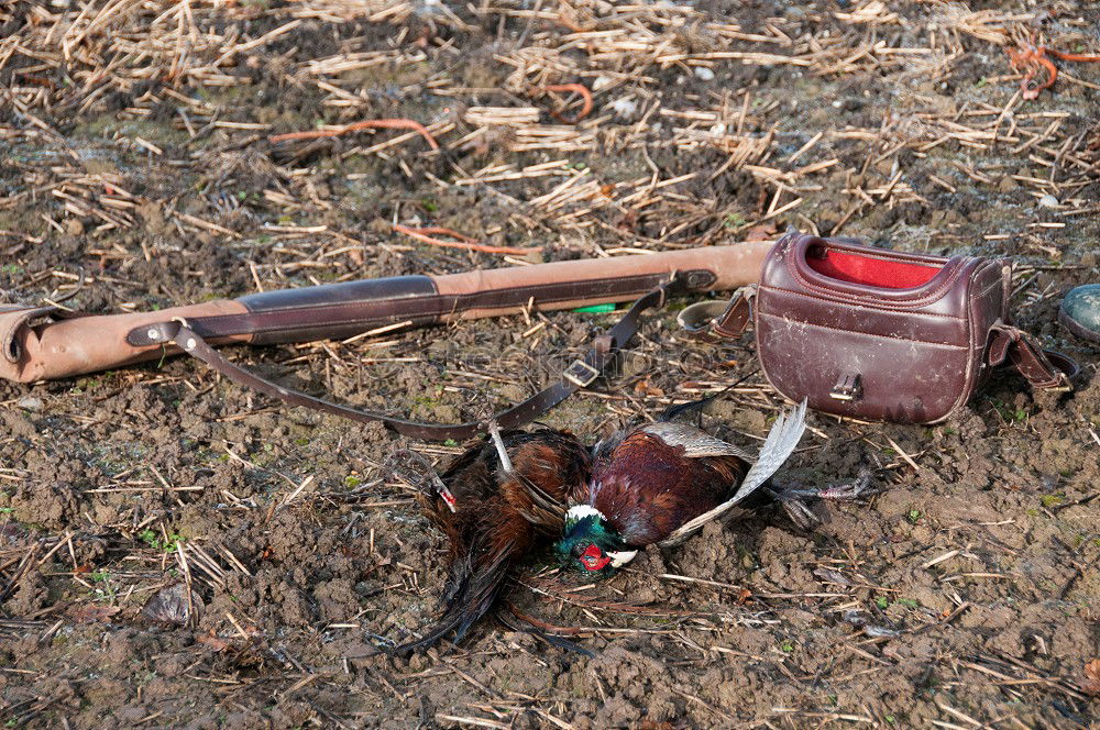 Similar – Image, Stock Photo illegally disposed