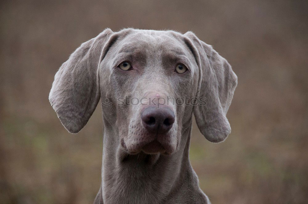 Similar – pursuer Dog Looking Snout