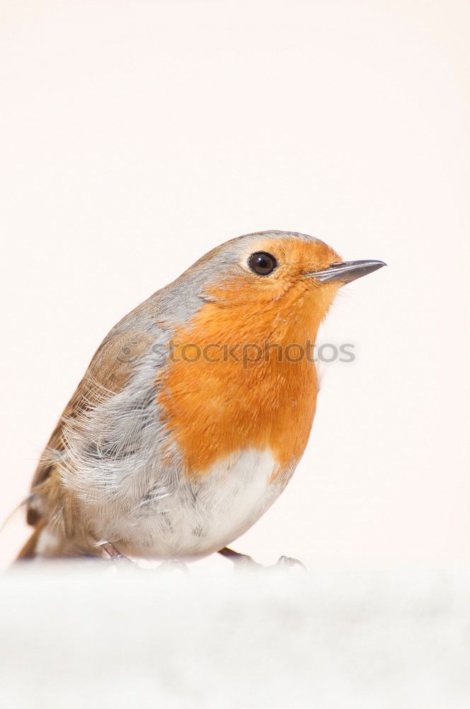 Similar – Robin