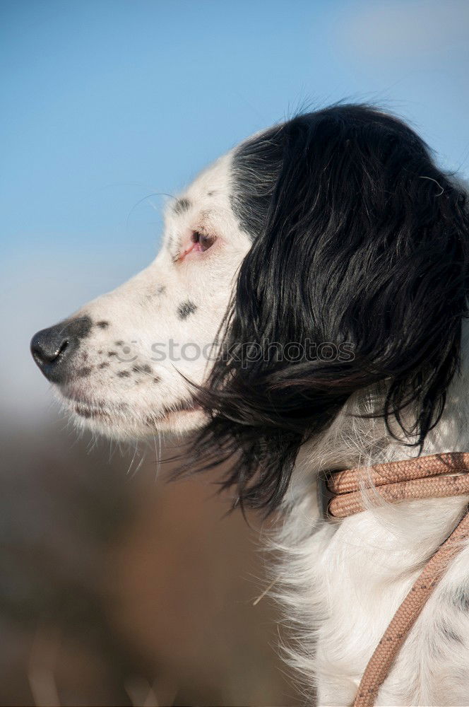 Similar – Funny dog sitting on beach