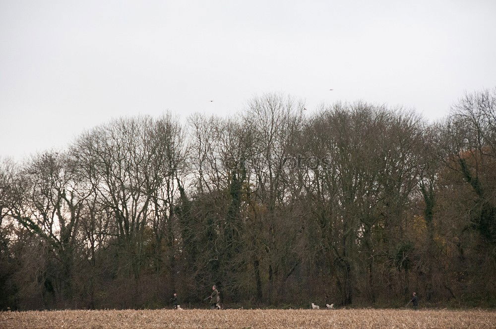 Similar – Gänsemorgen Umwelt Natur