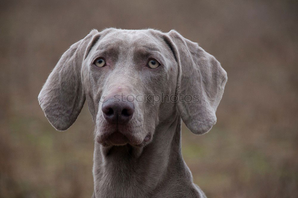 Similar – pursuer Dog Looking Snout