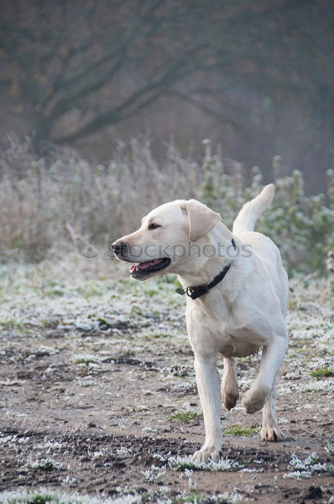 Similar – Image, Stock Photo Mr. Schröder in happiness II