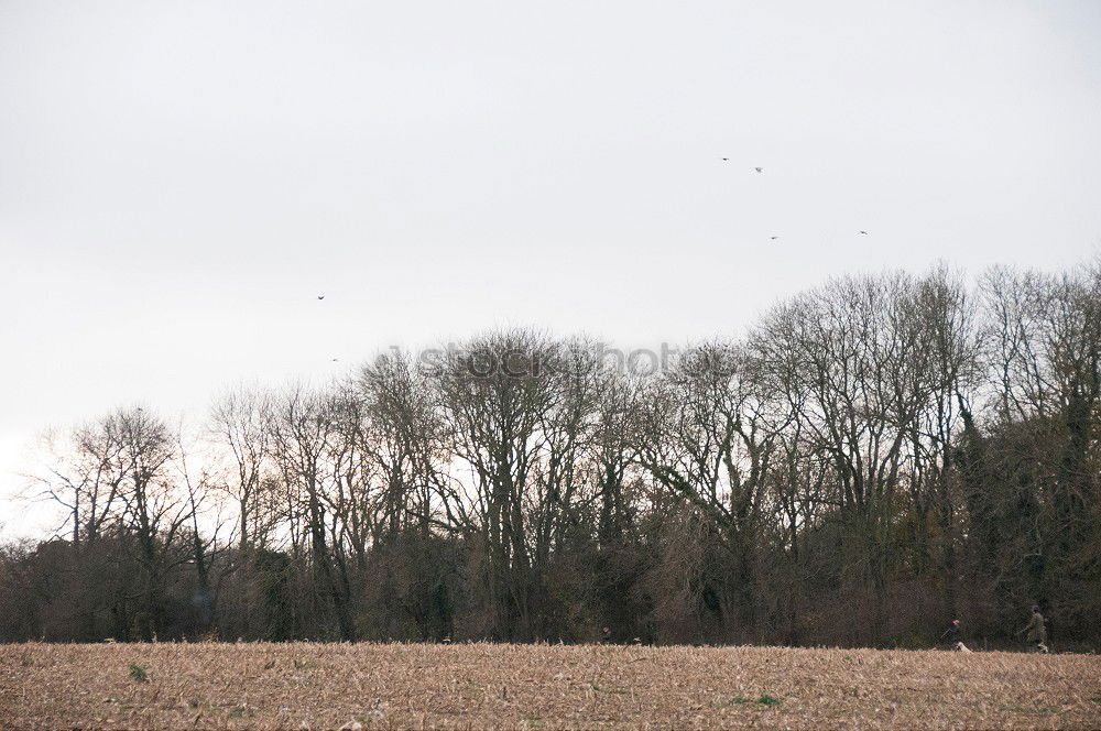 Similar – Gänsemorgen Umwelt Natur