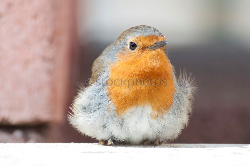 Similar – Image, Stock Photo holiday sparrow Footbridge