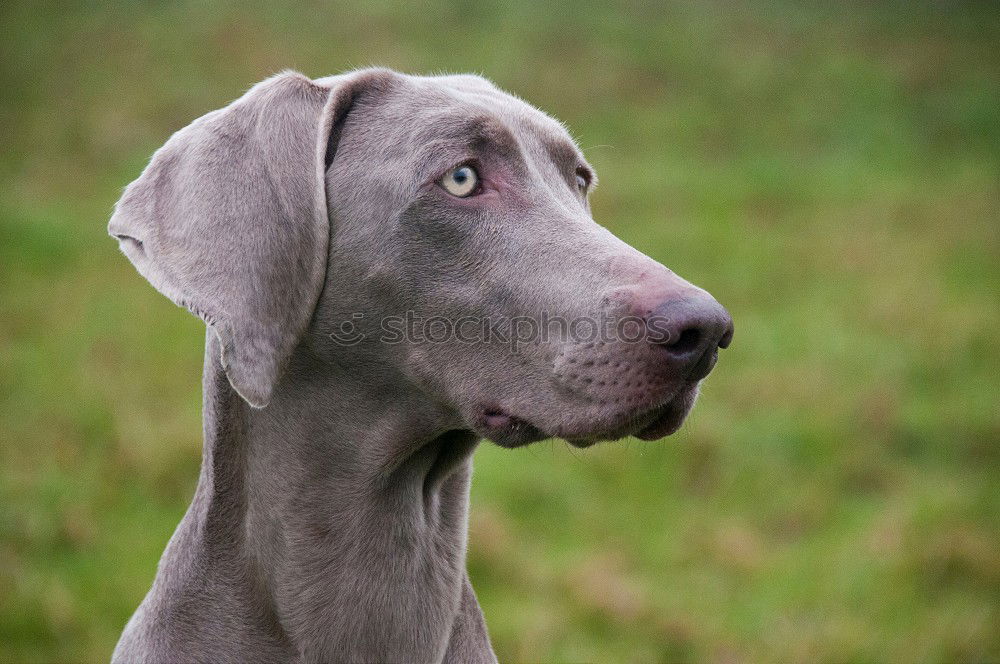 Similar – pursuer Dog Looking Snout