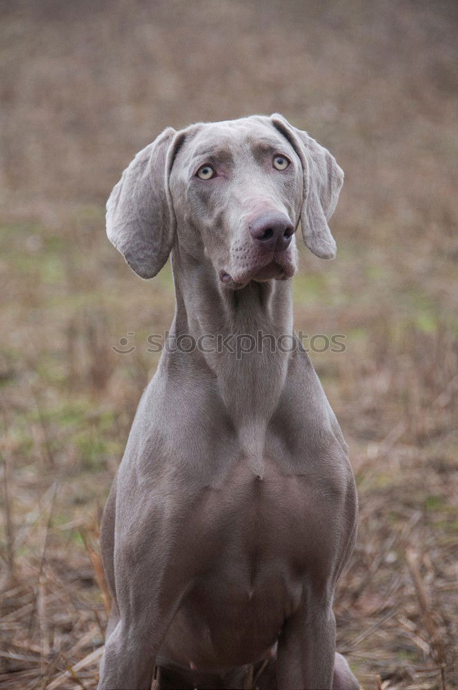 Similar – hunt Dog Hunting Hound