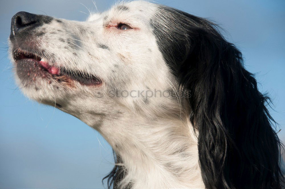 Similar – Image, Stock Photo Ears in the storm Dog Pelt