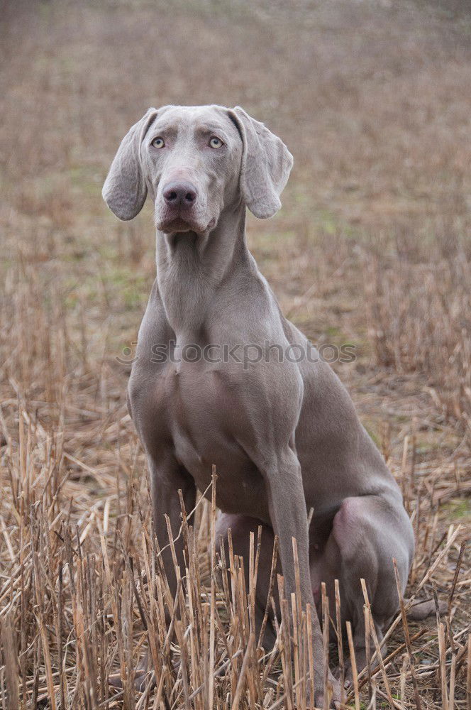 Similar – hunt Dog Hunting Hound