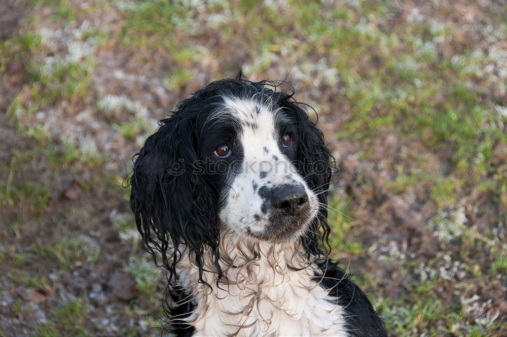 Similar – Funny dog sitting on beach