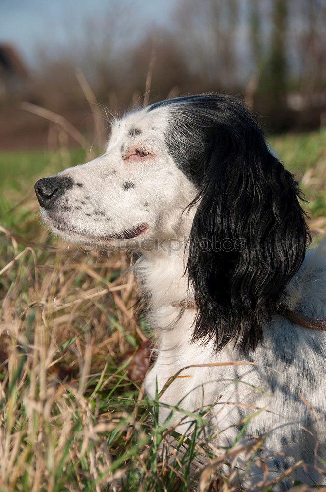 Similar – Image, Stock Photo Full snout Animal Grass