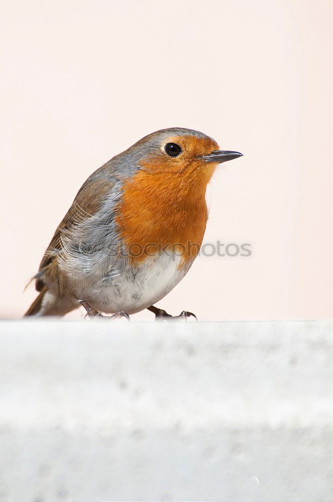 Similar – Lieber Vogel, fliege weiter! Nimm ein Gruß mit und ein Kuss