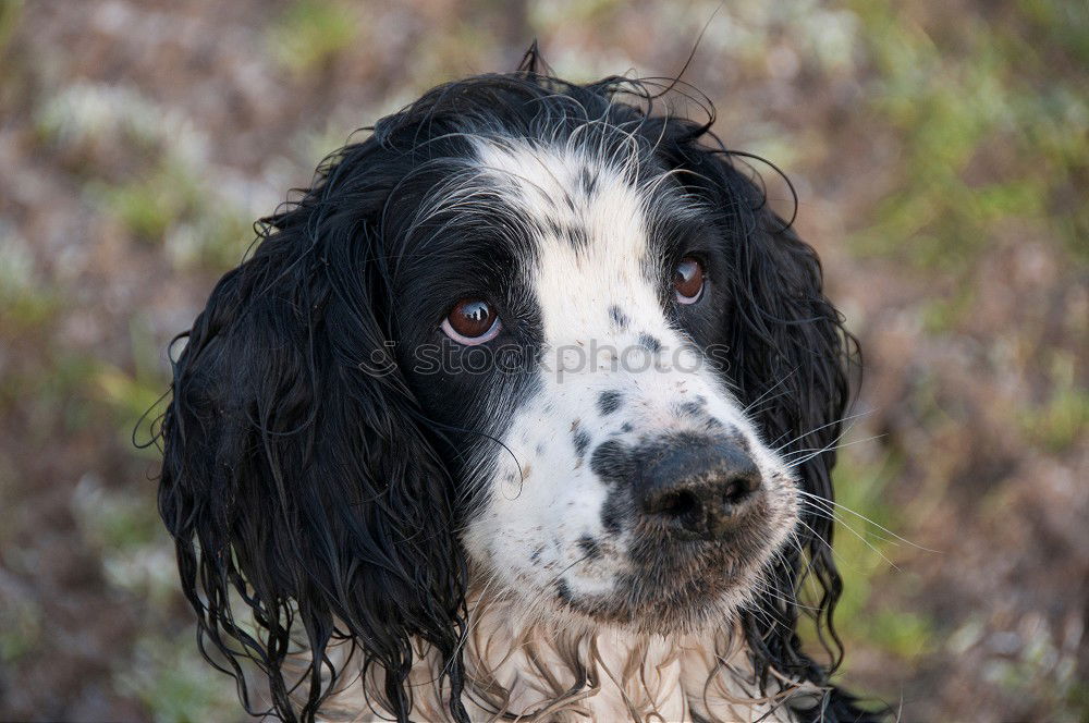 Similar – Funny dog sitting on beach