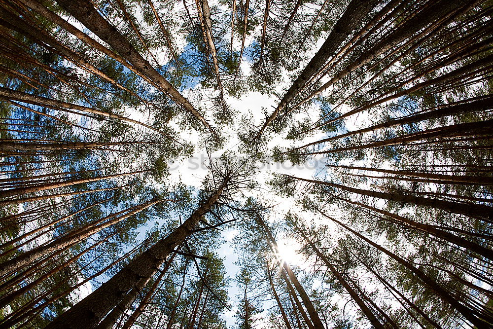 Similar – Image, Stock Photo Looking up in the beer garden