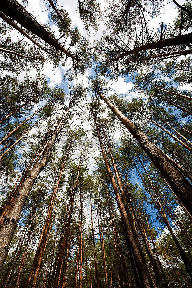 Similar – Up There Forest Tree