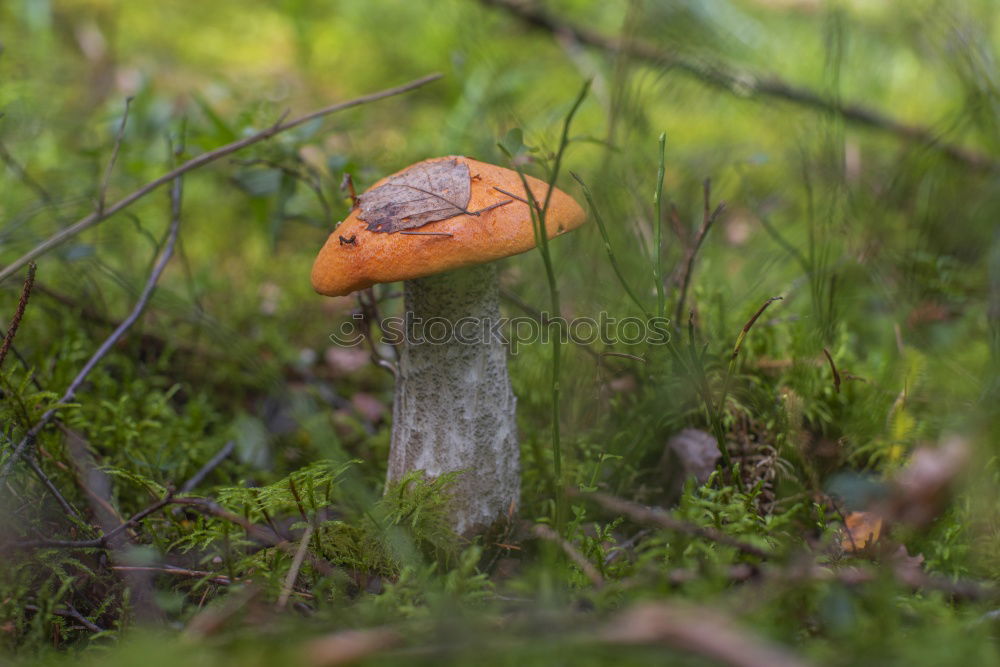 Similar – Image, Stock Photo mycophilia Nature Plant