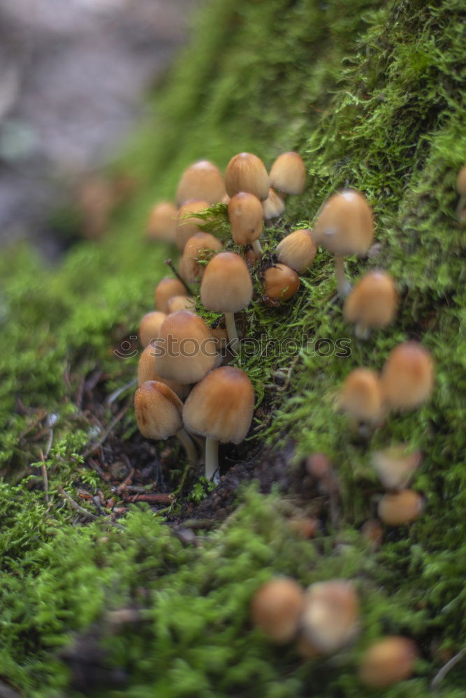 Similar – Mushroom with dots Food