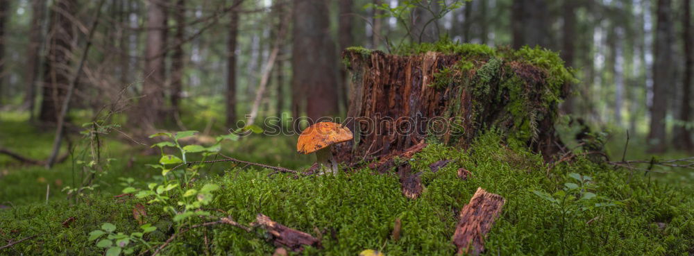 Similar – forest ground Woodground