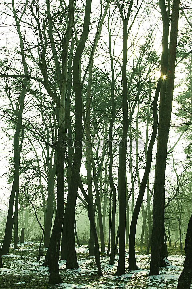 Similar – Rows of trees in forest