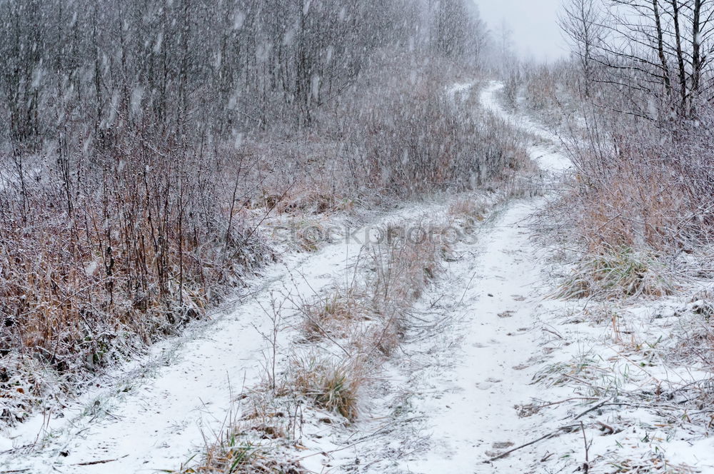 Similar – Image, Stock Photo Man jogging through meadow pathway during heavy snowing