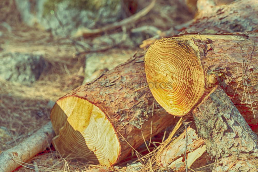 Similar – Image, Stock Photo picking wild mushrooms in autumn forest