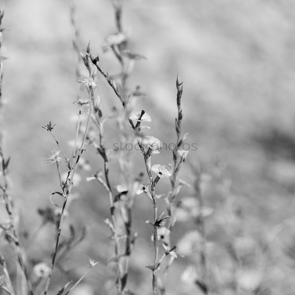 Similar – Foto Bild Eisrose Rose Raureif kalt