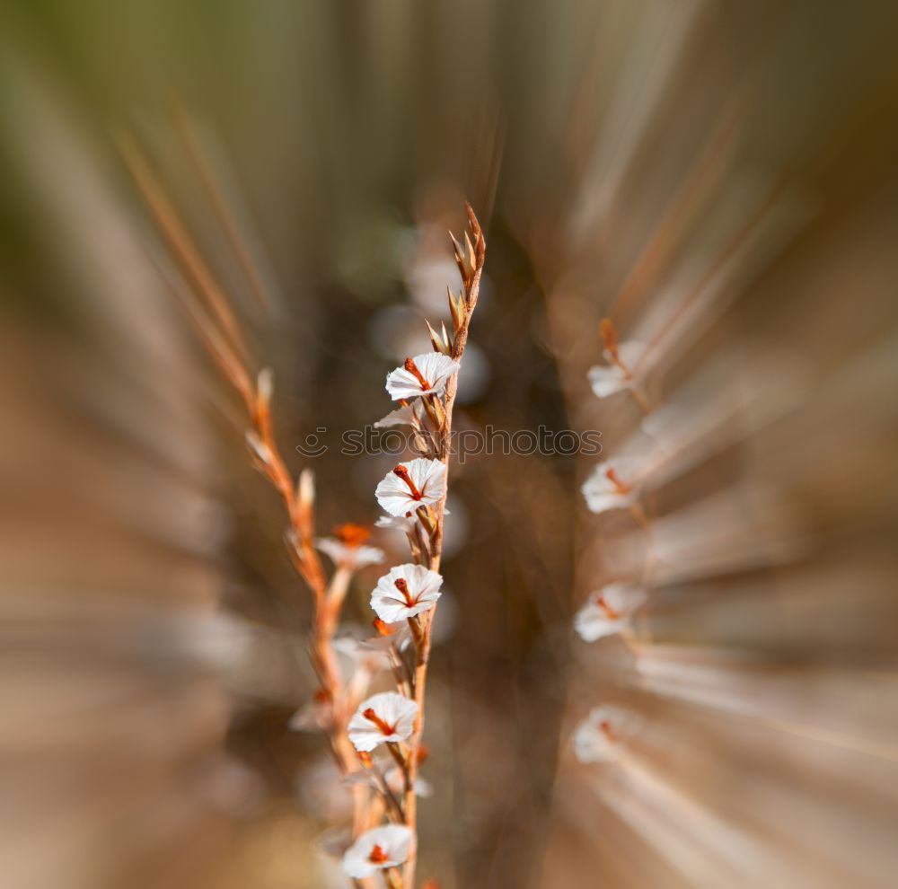 Similar – Image, Stock Photo grass Grass Beautiful