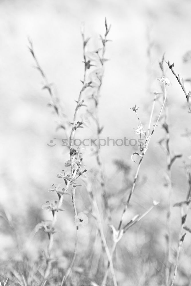 weiss Natur Wasser