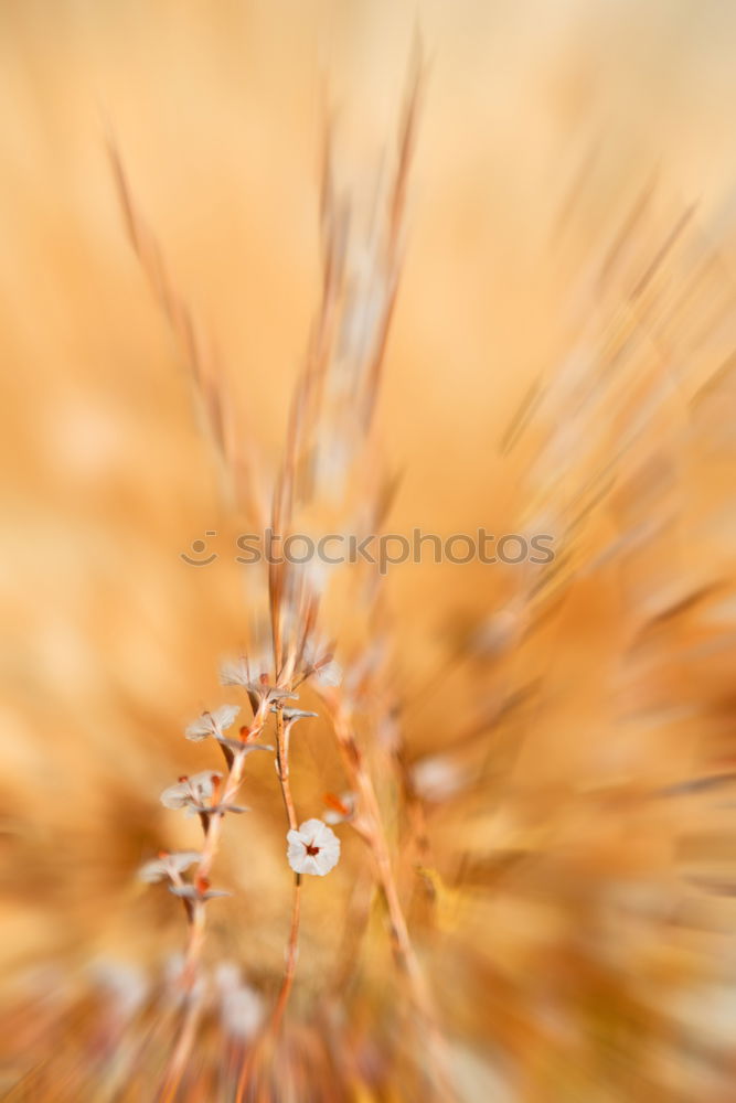 Similar – acorns Nature Plant Autumn