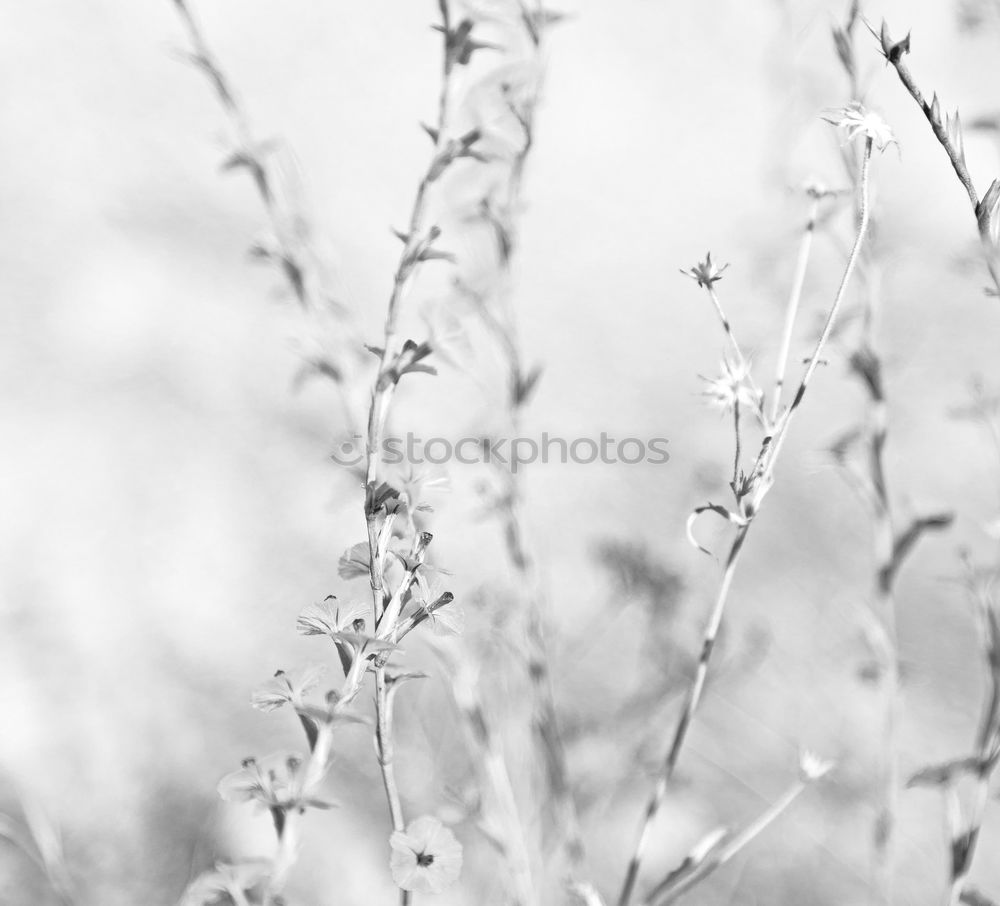 Similar – Image, Stock Photo hyposensitization Grass