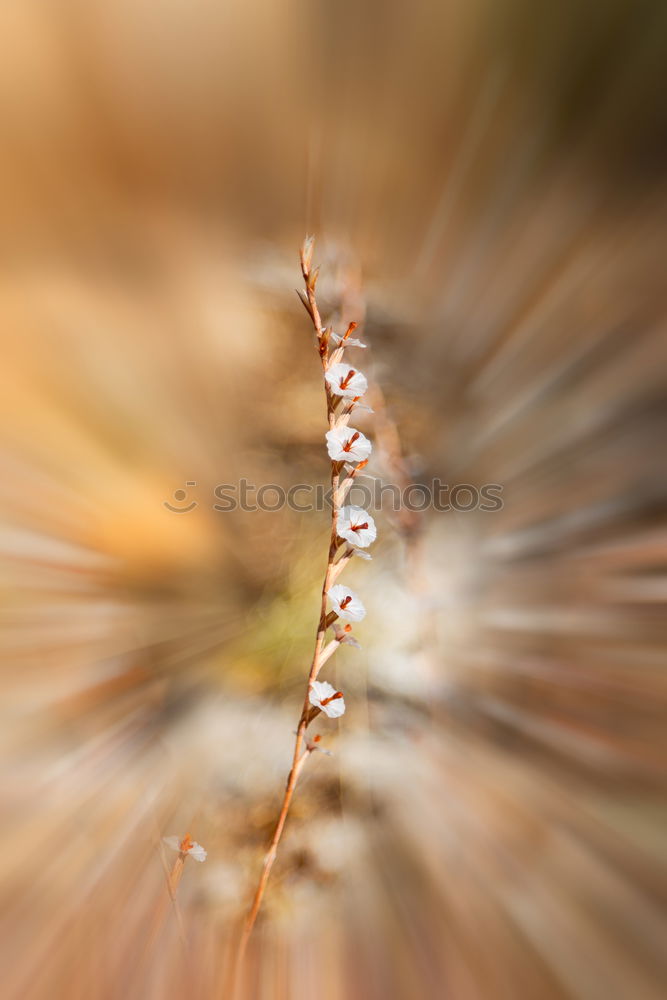 Similar – Dry blossom in Sardinia