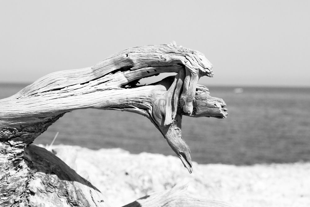 Similar – frau am strand Strand Frau