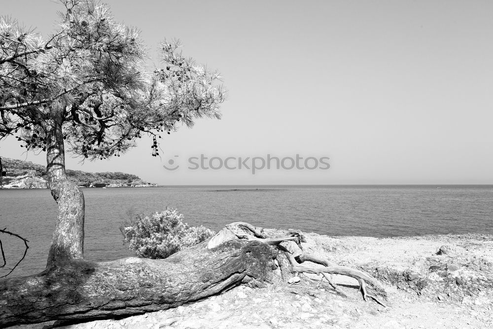 Similar – Foto Bild am baum lehnend den see betrachtend