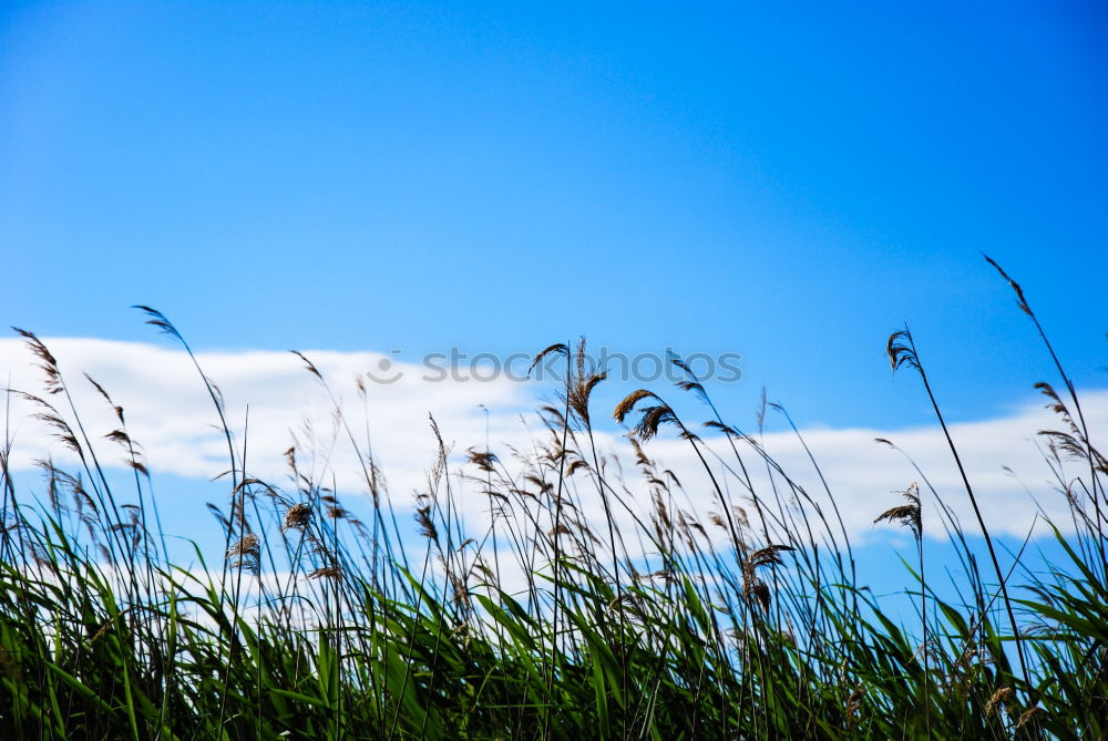 Similar – Foto Bild Türme Umwelt Natur Pflanze