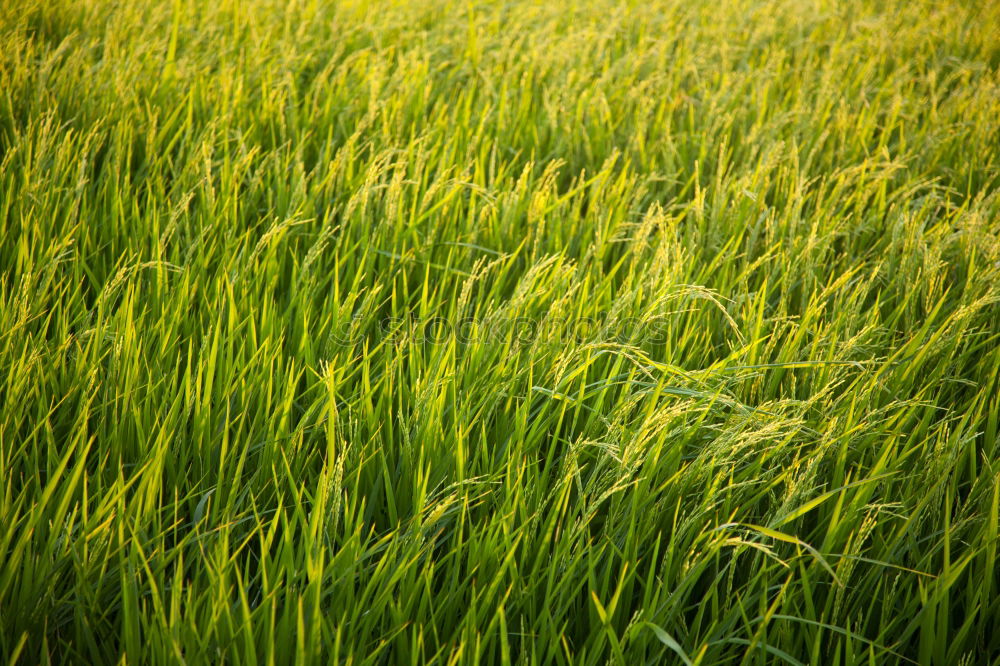 Similar – Image, Stock Photo cornfield Nature Animal