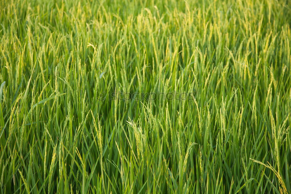 Image, Stock Photo weedkiller Paddy field