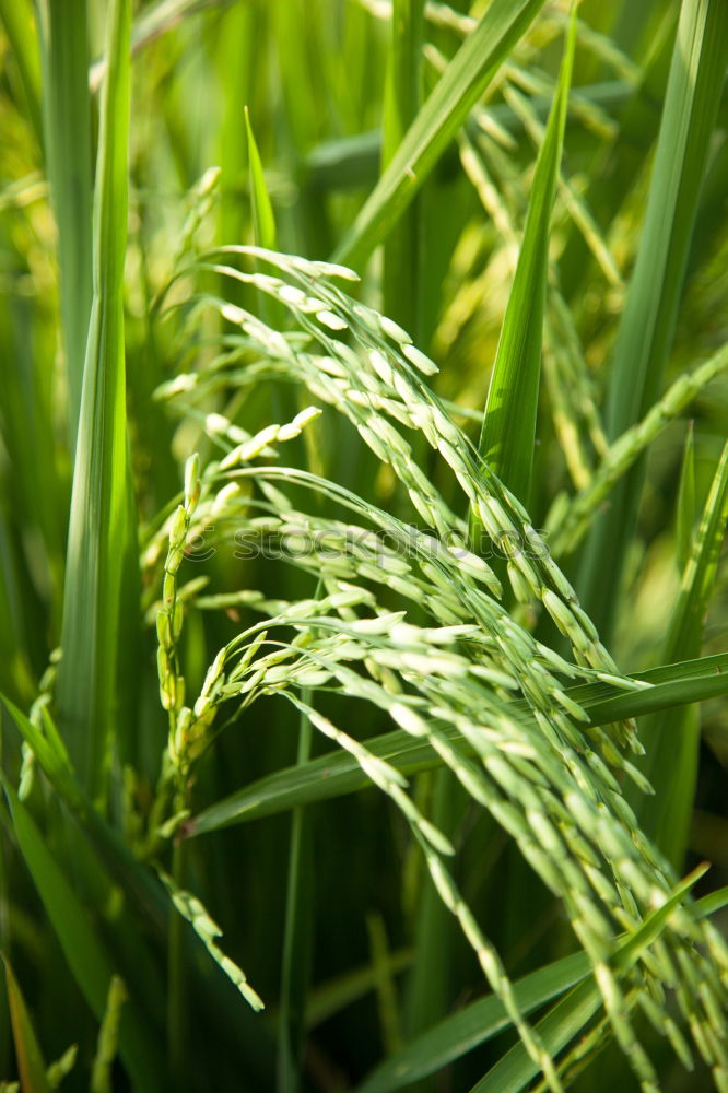 Similar – Foto Bild Grasgeflüster grün